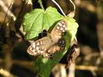 Speckled Wood