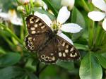 Speckled Wood