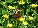 Speckled Wood