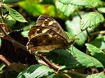 Speckled Wood