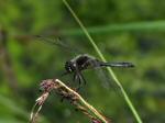 Black Darter