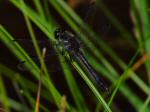 Black Darter