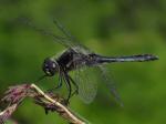 Black Darter