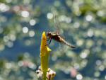 Broad-bodied Chaser