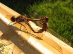 Common Darters, Slapton Ley 12/11/2005