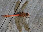 Common Darter, Slapton ley