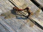 Common Darters, Slapton Ley 12/11/2005