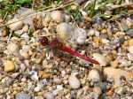 Ruddy Darter