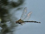 Southern Hawker - Cotehele