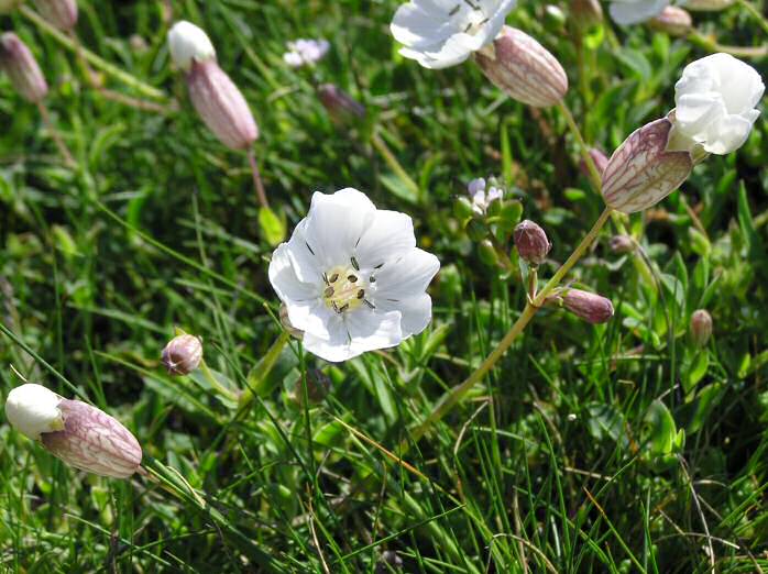 Sea Campion, Treknow, Cornwall