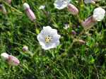 Sea Campion