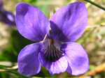 Common Dog Violet