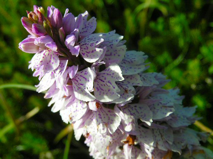 Common Spotted Orchid