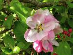 Apple Blossom