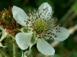 Blackberry Blossom