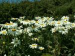 Oxeye Daisies