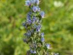 Viper's Bugloss