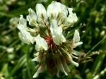 White Clover