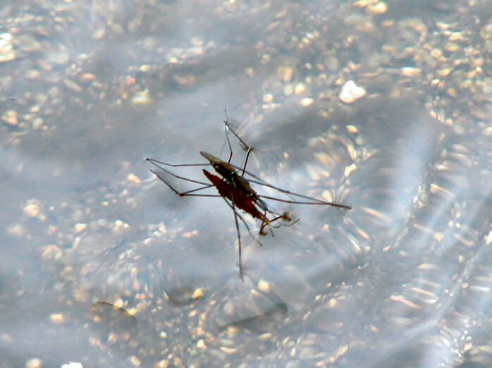 Common Pond Skater, Dartmoor