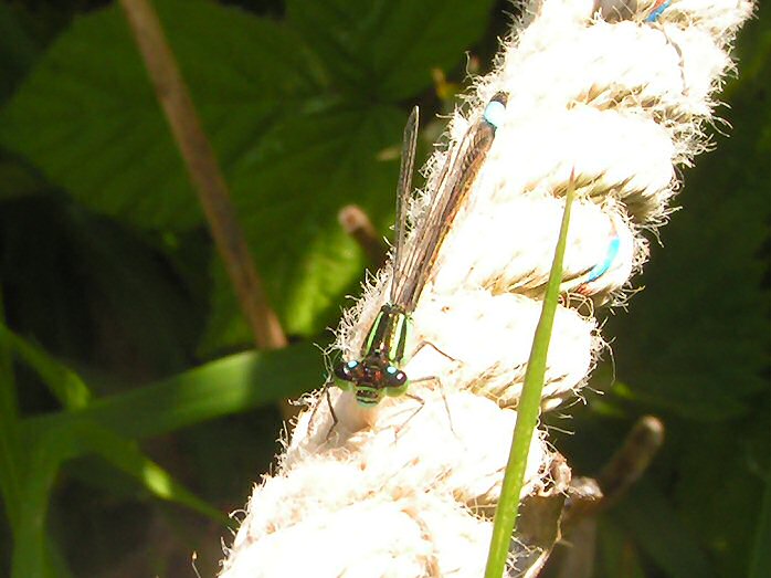 Emerald Damselfly Slapton Ley