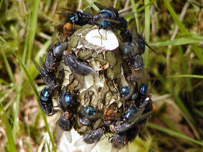 Feasting Flies, Burrator, Dartmoor