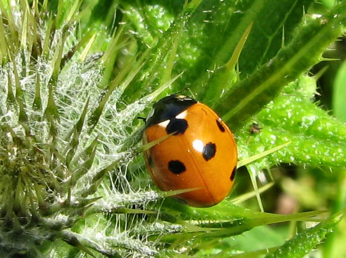 Seven Spot Ladybird, Whitsands