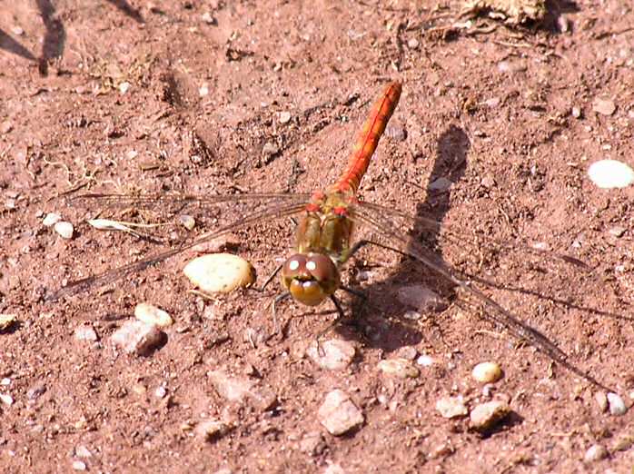 Common Darter Dragonfly, Slapton Ley