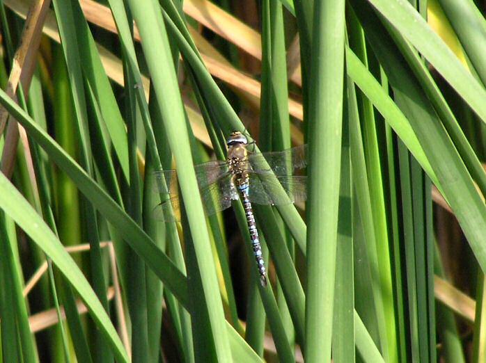 Common Hawker Dragonfly, Slapton Ley