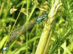 Blue-tailed Damselfly