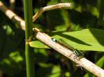 Emerald Damselfly