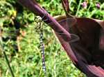 Golden Ringed Dragonfly