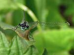 Blue-tailed Damselfly