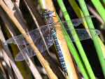 Common HawkersDragonfly, Slapton Ley