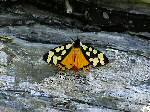 Cream-Spot Tiger, Glebe Cliffs