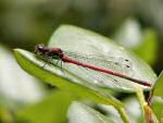 Large Red Damselfly