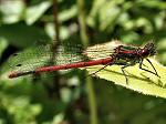 Large Red Damselfly