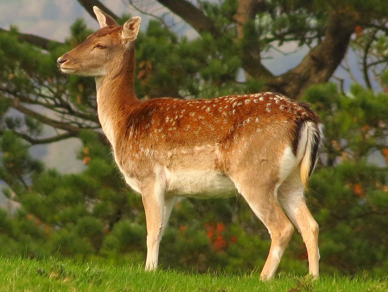 Fallow Deer