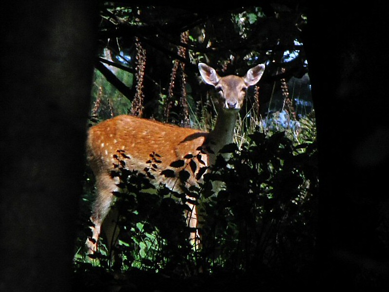 Fallow Deer