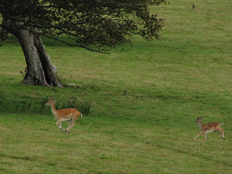 Fallow Deer