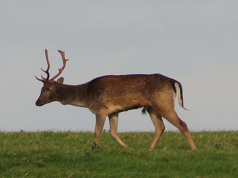 Fallow Deer