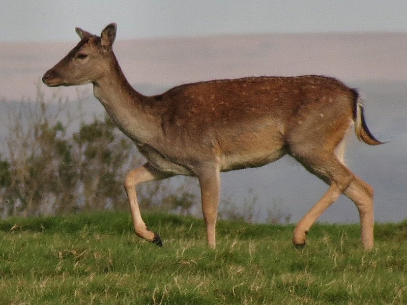 Fallow Deer