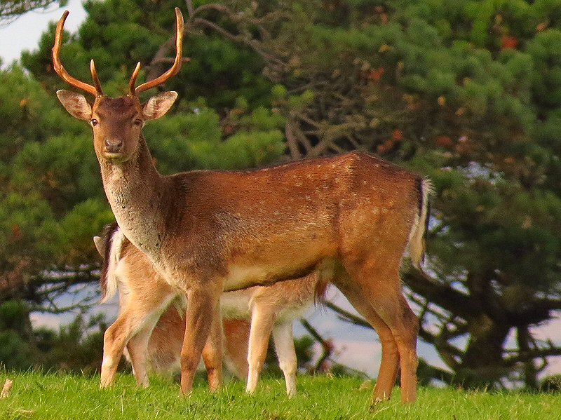 Fallow Deer