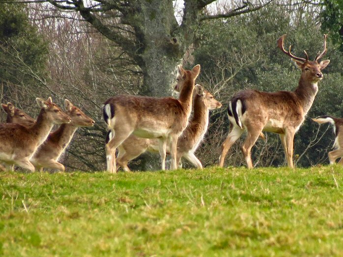 Fallow Deer