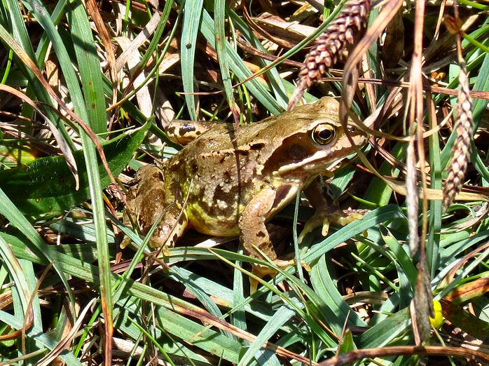 Common Frog - Grebe Cliffs, N. Cornwall