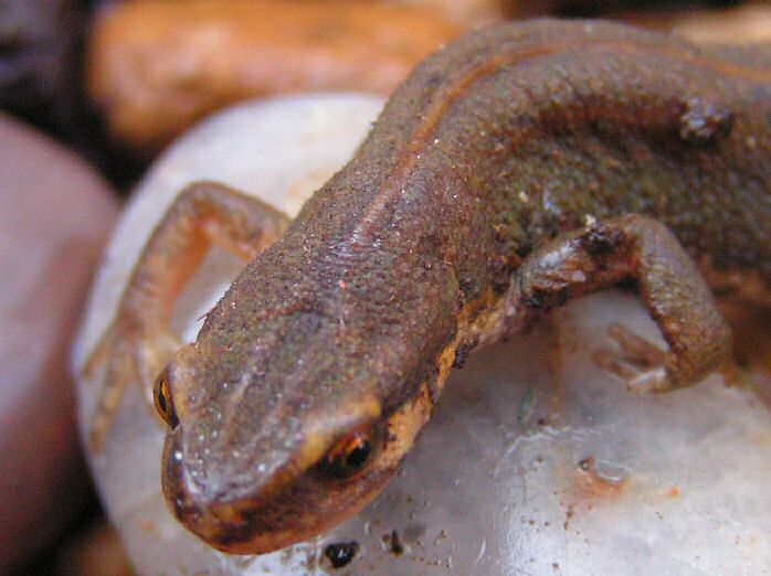 Palmate Newt