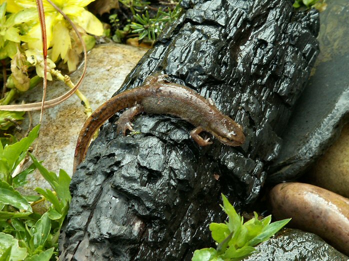 Palmate Newt