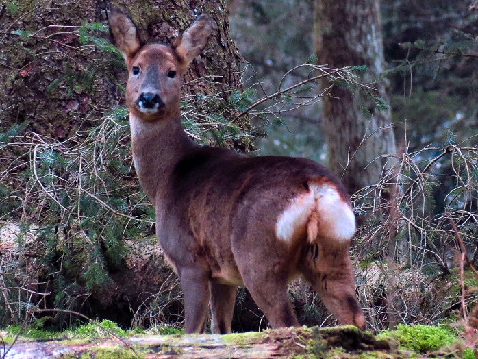 Roe Deer