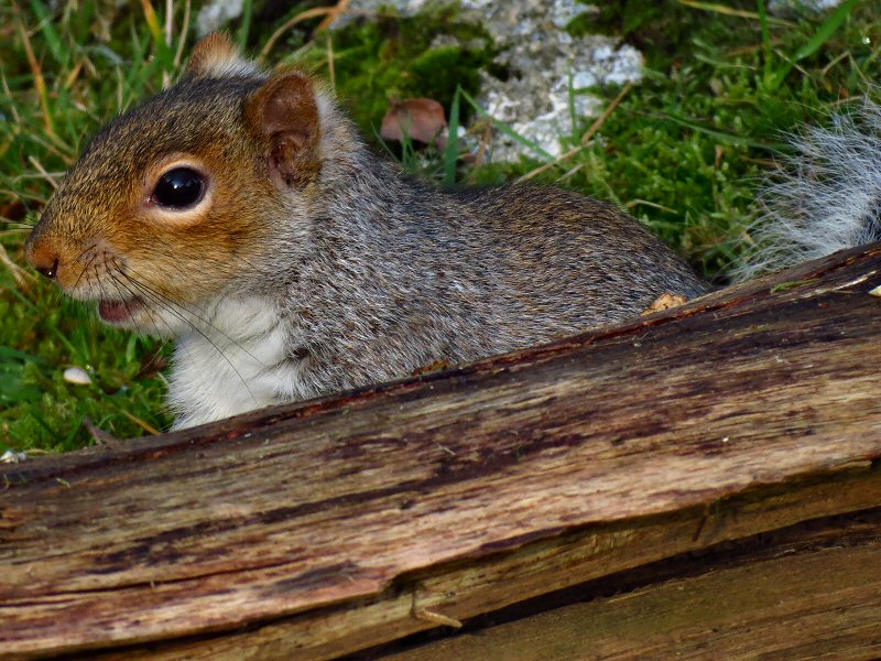 Squirrel, Burrator