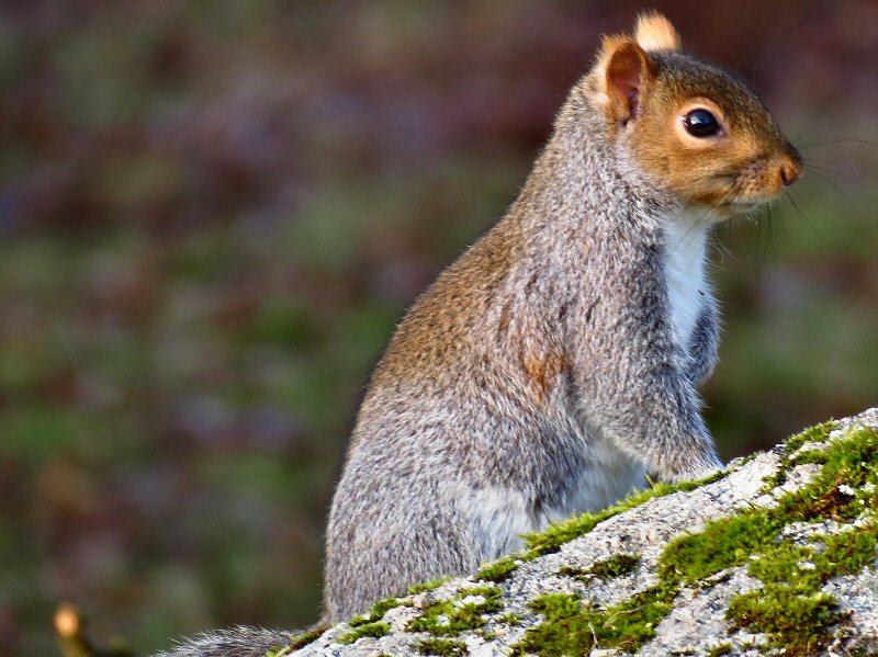 Squirrel, Burrator