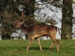 Fallow Deer